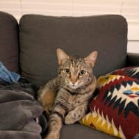 Photo of Hazel   In Foster Care In Brunswick East