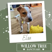 Photo of Elsa