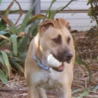 Photo of Lola