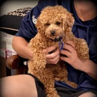 Photo of Russell 🌞 17 Month Old Cavoodle 
