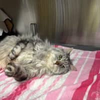 Photo of Mishka