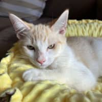 Photo of Alfie