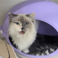 Photo of ⭐ Missy 6436 ⭐