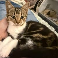 Photo of Frayeno **2nd Chance Cat Rescue**