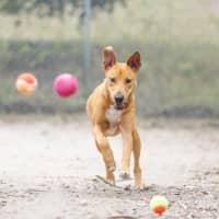 Photo of Ziggy