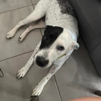 Photo of Luna