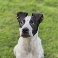 Photo of Diesel