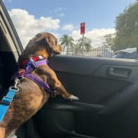 Photo of Tucker   2 Year Old Dachshund X Staffy