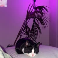 Photo of Pickle 