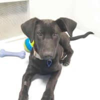 Photo of Elphaba   5 Month Old Shepherd X