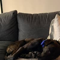 Photo of Baxter