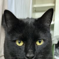 Photo of Salem