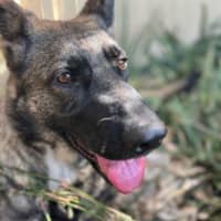 Photo of Maple