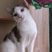 Photo of Nando   In Foster Care In Westmeadows