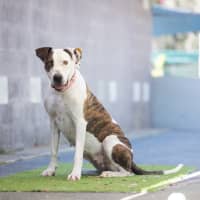 Photo of Roxy