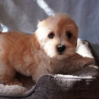 Photo of Butter