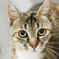 Photo of Cilantro