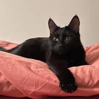 Photo of Midnight