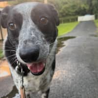 Photo of Willow
