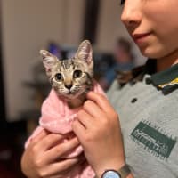 Photo of Licketty Split