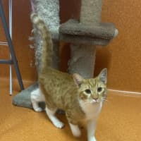 Photo of Mercutio