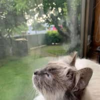 Photo of Mish (Ragdoll)