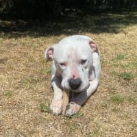 Photo of Boogie Board