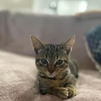 Photo of Tinkerbell