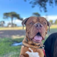 Photo of Apollo