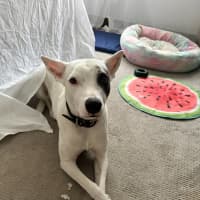 Photo of Luna Lou   2 Year Old Staffy X