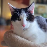 Photo of Espie ** 2nd Chance Cat Rescue **