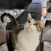 Photo of Nova Meet Me@Petstock Chelsea Store 22/3