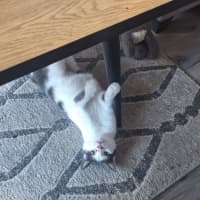 Photo of Daisy