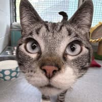 Photo of Smokey