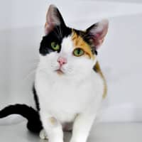 Photo of Gingerbread