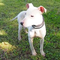 Photo of Casper