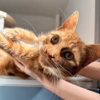 Photo of Opie