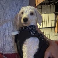 Photo of Tilly