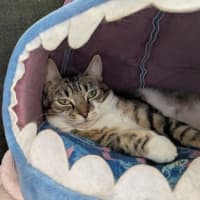 Photo of Stitch