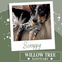 Photo of Scrappy