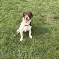 Photo of Milo