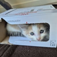 Photo of Bella (Was Cali Girl)