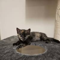 Photo of Pumpkin (Torti)