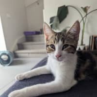 Photo of Ross Golden