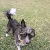 Photo of Mimi   3 Year Old Maltese X Poodle