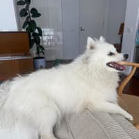 Photo of Saidee