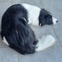 Photo of Shadow 