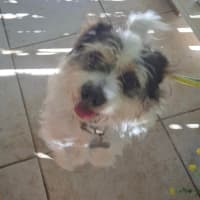 Photo of Cooper