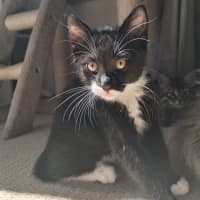Photo of Soju