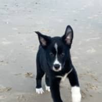 Photo of Koa